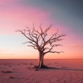 a dead tree in the middle of a desert at sunset Royalty Free Stock Photo