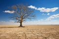 a dead tree in the middle of a dry desert Royalty Free Stock Photo