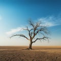 a dead tree in the middle of a dry desert Royalty Free Stock Photo