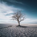 a dead tree in the middle of a dry desert Royalty Free Stock Photo