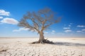 a dead tree in the middle of a dry desert Royalty Free Stock Photo