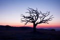 a dead tree in the middle of a field at sunset Royalty Free Stock Photo