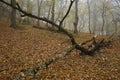 Dead tree in the middle of the forest Royalty Free Stock Photo