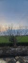 dead tree in the middle of a rice field Royalty Free Stock Photo