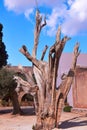 Dead tree in monastery Arkadi Royalty Free Stock Photo