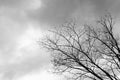 Dead Tree Moody Sky