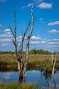 Dead tree on the moor