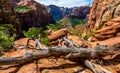 Dead tree on Mount Carmel with backdrop of Zion national park, Utah Royalty Free Stock Photo