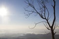 Dead tree on mountain