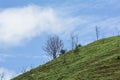 The Dead tree on the mountain of grass Royalty Free Stock Photo