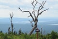 Dead tree on a mountain top overlooking a lake Royalty Free Stock Photo