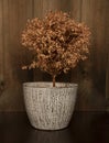 Dead tree in a ceramic pot on a wooden background