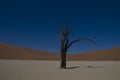 Dead Tree in Namib Desert