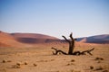 Dead tree in Namibian desert