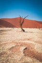 Dead tree in Namibian desert at deadvlei, Sossusvlei, Namib-Naukluft National Park, Namibia Royalty Free Stock Photo