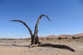 Dead tree - sossusvlei - Namibia - 2017 Royalty Free Stock Photo