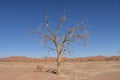 Dead tree - sossusvlei - Namibia - 2017 Royalty Free Stock Photo