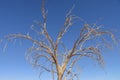 Dead tree - sossusvlei - Namibia - 2017 Royalty Free Stock Photo