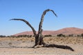 Dead tree - sossusvlei - Namibia - 2017 Royalty Free Stock Photo