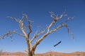 Crow flying off dead tree - sossusvlei - Namibia - 2017 Royalty Free Stock Photo