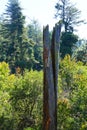 Dead tree near Bogus Basin, Idaho Royalty Free Stock Photo