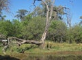 DEAD TREE NEXT TO POOL OF WATER IN DIRT ROAD IN AFRICA Royalty Free Stock Photo