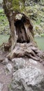 A dead tree next to a Small creek in Cheiile Turzii, romania