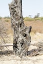 Dead tree in Nossob dry riverbed