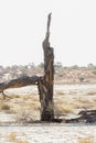 Dead tree in Nossob dry riverbed