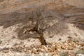 Dead tree at the Oasis valley of Ein Avdat National Park Israel desert