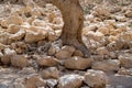 Dead tree at the Oasis valley of Ein Avdat National Park Israel desert