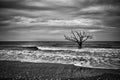 Dead Tree in the Ocean