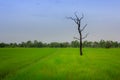 Dead tree over green rice fields in morning, Thailand Royalty Free Stock Photo