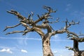 Dead tree over sky Royalty Free Stock Photo