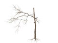 Dead Tree isolated over a white background