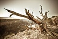 A dead tree overlooking the Grand Canyon