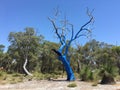 Dead tree painted in blue color in Australia