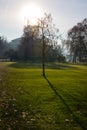 Dead Tree Park Green Grass Cold Winter Morning Alone Nature Art Royalty Free Stock Photo