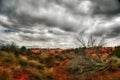 Dead tree of Pink Sands Dune Royalty Free Stock Photo