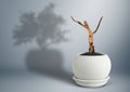 Dead tree in pot with life tree shadow, loss concept Royalty Free Stock Photo