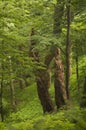 Dead tree at primeval forest at Kremnicke Vrchy mountains Royalty Free Stock Photo