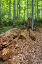 Dead tree, primeval forest Stuzica, National Park of Poloniny, Slovakia Royalty Free Stock Photo