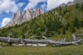 Dead tree with Puez - Odle mountains in the background Royalty Free Stock Photo