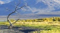 Dead tree at Pyramid Lake Royalty Free Stock Photo