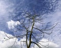 Dead tree raised up in the blue sky