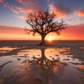 a dead tree is reflected in a puddle at sunset Royalty Free Stock Photo