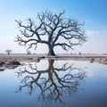 a dead tree is reflected in a puddle of water Royalty Free Stock Photo