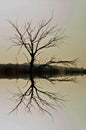 DEAD TREE REFLECTION Royalty Free Stock Photo