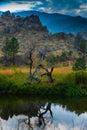 Dead Tree Reflection in the water Royalty Free Stock Photo
