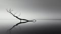 Ethereal Minimalism: Serene Tree Standing Alone On Water